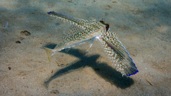 Dactylopterus volitans