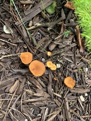 Marasmius vagus