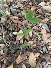 Passiflora tenuiloba