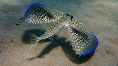 Dactylopterus volitans