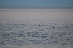 Phoca vitulina richardii