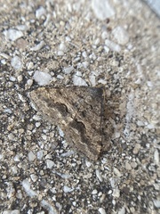 Frederickia s-signata