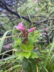 Rhododendron hirsutum