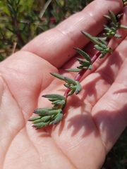 Lampranthus