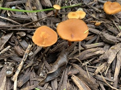 Marasmius vagus