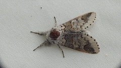 Furcula occidentalis