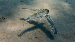 Dactylopterus volitans