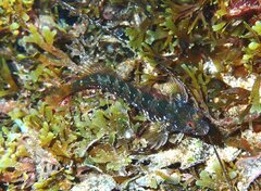 Parablennius incognitus