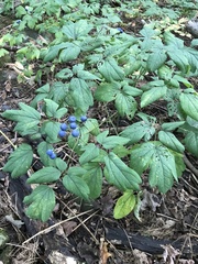 Caulophyllum thalictroides