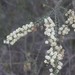 Acacia hubbardiana - Photo (c) Ian McMaster,  זכויות יוצרים חלקיות (CC BY-NC), הועלה על ידי Ian McMaster