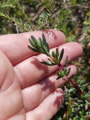 Lampranthus