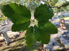 Karpatiosorbus latifolia