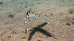 Dactylopterus volitans