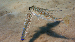 Dactylopterus volitans