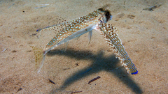 Dactylopterus volitans