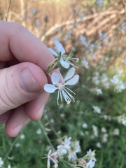 Oenothera lindheimeri