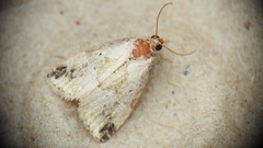 Maliattha synochitis