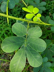 Senna obtusifolia