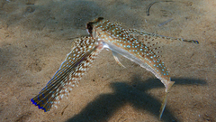 Dactylopterus volitans