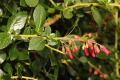 Escallonia rubra