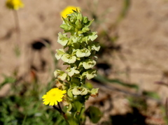 Pterygodium volucris