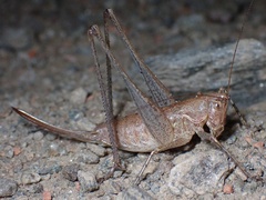 Rhacocleis germanica