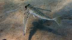 Dactylopterus volitans