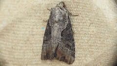 Lateroligia ophiogramma