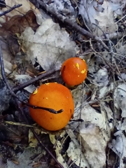 Amanita flavoconia