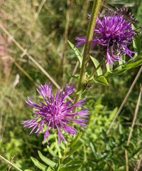 Centaurea scabiosa