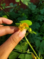 Senna obtusifolia