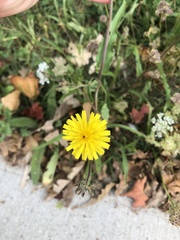 Picris hieracioides