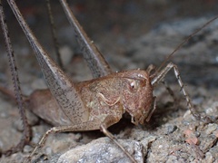 Rhacocleis germanica