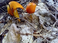 Amanita flavoconia