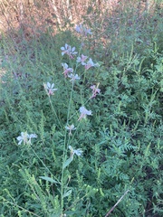 Oenothera lindheimeri