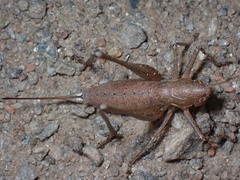 Rhacocleis germanica