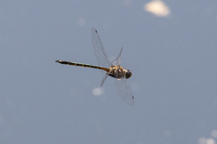 Hemicordulia australiae