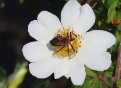 Rosa bracteata