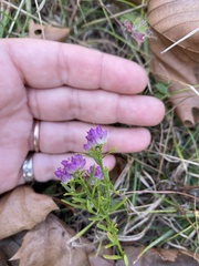 Polygala sanguinea