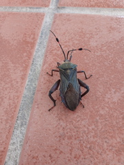 Pachylis nervosus