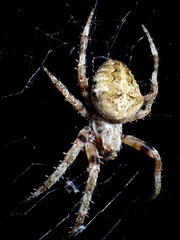Araneus