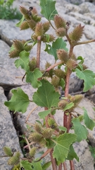 Xanthium orientale riparium