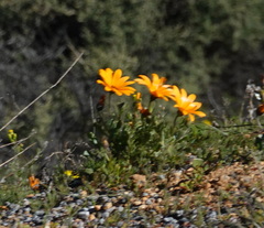 Dimorphotheca sinuata