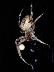 Araneus