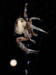 Araneus