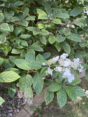 Hydrangea
