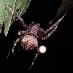 Araneus