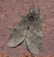 Peridea angulosa
