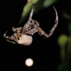 Araneus