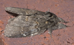 Peridea angulosa